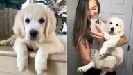 Colorado Golden Retriever's Paw Says "I Love You" In A Way That Melts His Family’s Heart