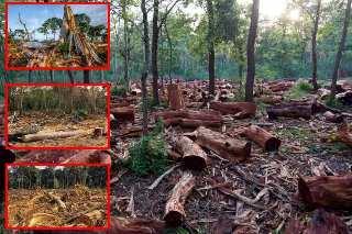 Bosques africanos dejan de absorber CO₂: la señal de alarma global