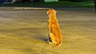 Alabama Dog Waits For His Owner In A Parking Lot, Then His Story Takes A Stunning Turn