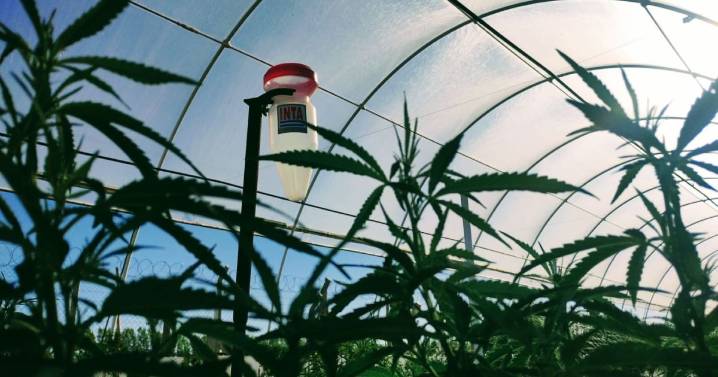 El primer laboratorio de cannabis medicinal en la Patagonia entra a su etapa final de la mano del INTA