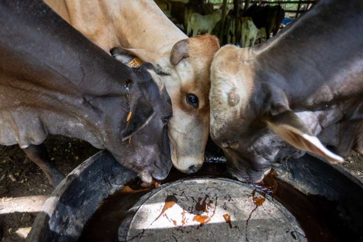 Denuncian “sobrerregulación” por medidas contra barrenador