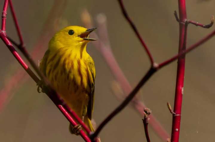 Crow Wing SWCD announces photo contest winners