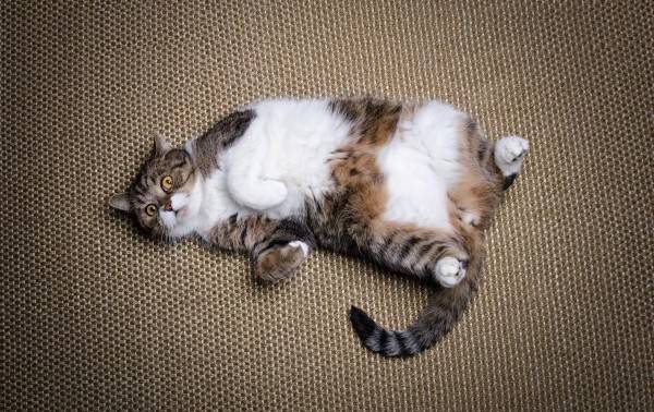 Algunas farmacéuticas desarrollan medicamentos para adelgazar para gatos y perros