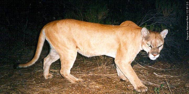 5 confirmed mountain lion sightings this year in Missouri