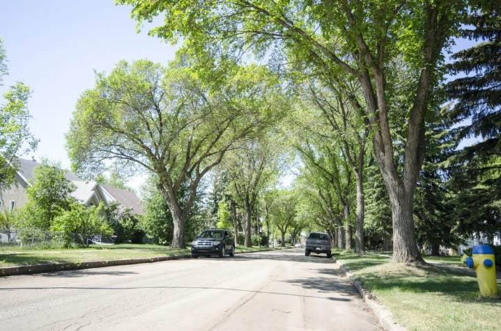 Edmonton plants almost 500k trees and shrubs this year