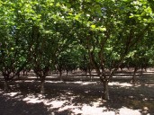 Oregon Hazelnut and Specialty Crop Farmers Could Land a Big Share of the New $12 Billion Tariff Aid