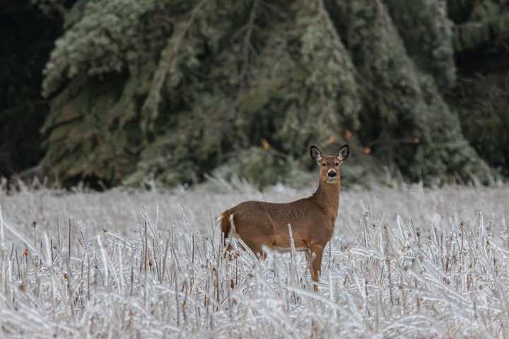 DNR requests deer heads for bovine tuberculosis testing in 10 Michigan counties