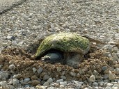 Greenbelt Foundation to help fund Bognor Marsh turtle boxes