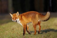 Cops Release Details In Montvale Fox Bite