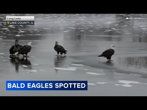 Bald eagles spotted in Lake County, Illinois
