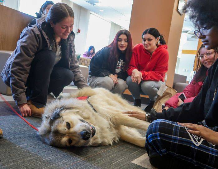 Therapy dogs bring holiday calm to Mount Saint Mary College students