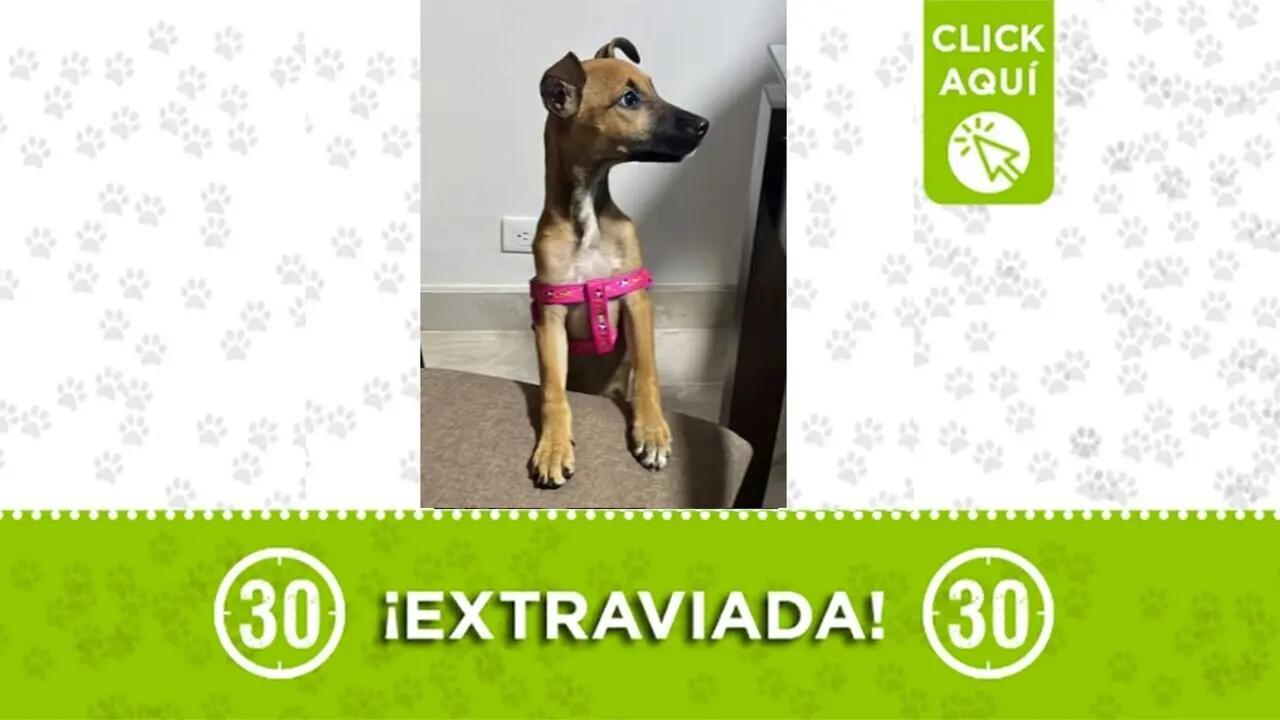 Lola, una cachorrita, se perdió en Belén: ayudemos a encontrarla para que disfrute de su nuevo hogar