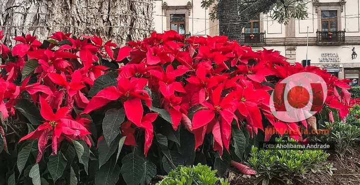 Detectan robo de nochebuenas en Plaza Melchor Ocampo