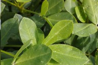 “Funcional fitoprotector”. Presentaron un adyuvante para cuidar el maní