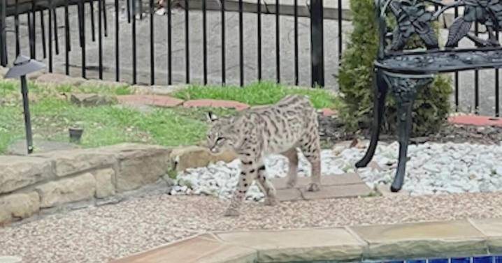 Bobcat kills Maltese in Frisco, family fears it may happen again