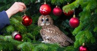 Owls get into holiday spirit by posing with Christmas tree and Santa