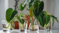 The Sleek IKEA Find That Makes Plant Propagation A Breeze, According To Users