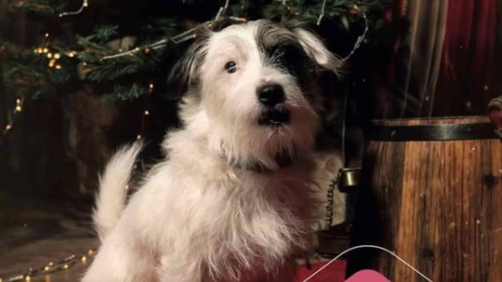 Pet Market 2025 en Zaragoza: horario y qué hacer gratis