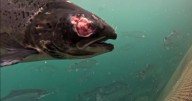 Gruesome images of disfigured salmon uncovered on Scots fish farms linked to supermarkets