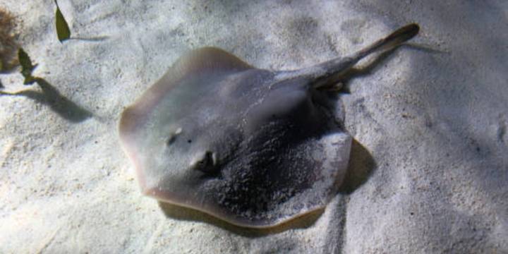 Protección Civil atiende picadura de raya a menor en playa de Cancún