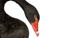 'Black Swan' Events Could Motivate More Big Law Firms to Seek PE, Outside Capital