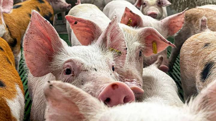 Agricultura eleva a nueve los casos de peste porcina encontrados en la zona restringida de Cataluña