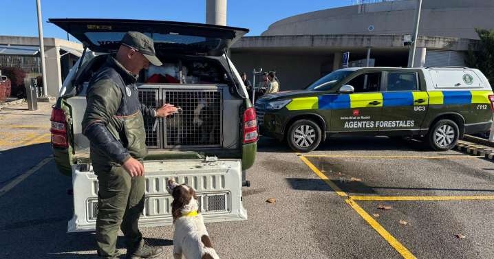 Madrid realiza más de 500 análisis de peste porcina durante este año para asegurar el buen estado de los animales