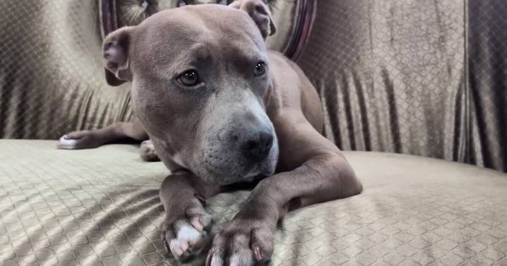 How the Montana Pittie Project is making a difference