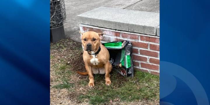 Dog left abandoned at Hamden park with bag of dog food