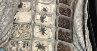 Grim photos show seized tarantulas and lovebirds being smuggled into UK