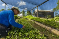 La reforestación comunitaria se convierte en estrategia clave para cuidar los bosques colombianos
