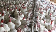 Midagri: Oferta comercial de pavos superará los 2 millones en fiestas de Navidad y Año Nuevo 2026