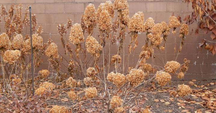 You can deadhead hydrangeas any time