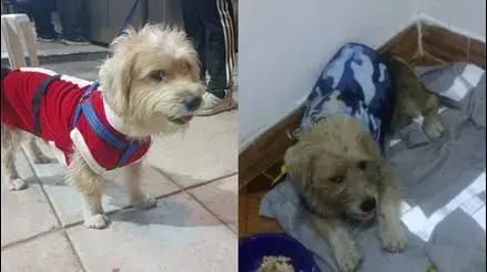 Los Olivos: joven reporta la desaparición de su mascota en redes sociales y termina siendo amenazado por extranjeros