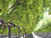 Senadores de Atacama refuerzan gestiones para que uva de la región compita en igualdad en Estados Unidos