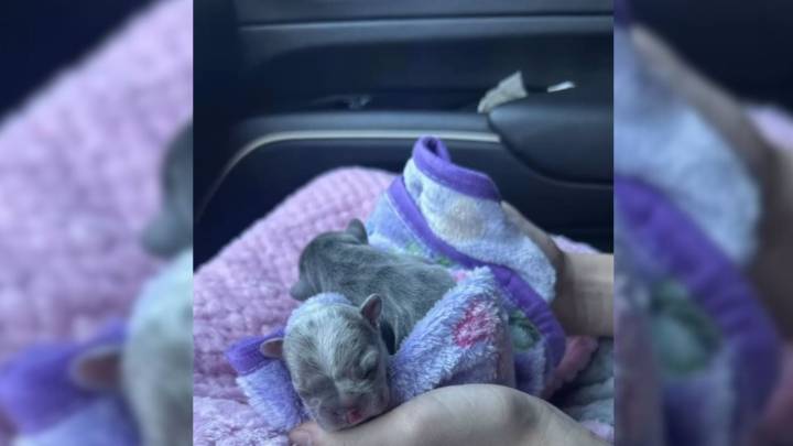 Two Little Puppies In California Waited For A Miracle, And A Volunteer Finally Answered The Call