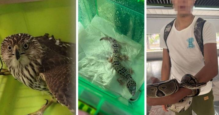 ¿México o IA?: De un caimán a una pitón, el Metro ha rescatado 11 animales exóticos en 2025