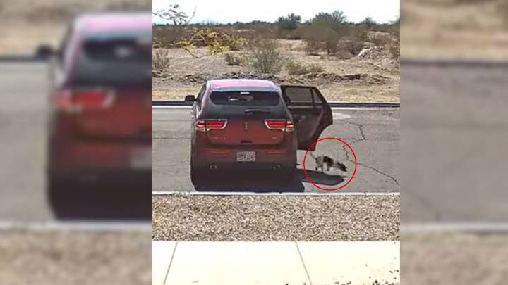Dog Left Behind In Arizona With Heartless Goodbye, But A Brave Witness Steps In