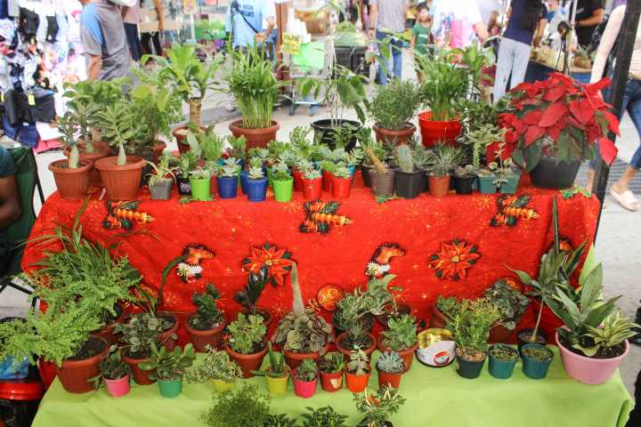 Maracayeros disfrutaron de un mundo de cactus y suculentas