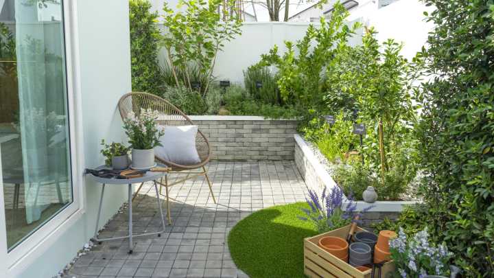 The Space-Saving Shrub That Thrives In Tight Spaces (And Stays Green All Year Round)