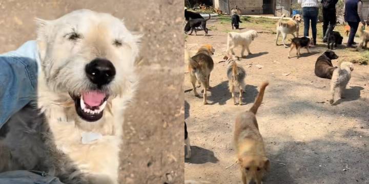 Animalistas temen que maten a más de mil perros y gatos del Refugio Franciscano en CDMX: acusan venta millonaria del predio