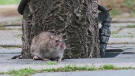 Toronto is Canada's 'rattiest' city, according to new ranking