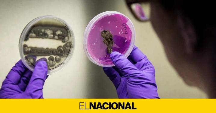 ¿Quién forma el comité de seis expertos en bioseguridad que liderará la auditoría de la peste porcina?