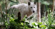 Netherlands lifts forest warning after wolf 'Bram' shot