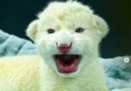 Presentan a cachorros de León Blanco de Timbavati en centro zoológico de Aragua