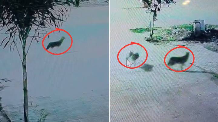 MP News: Jackals Spotted Roaming, Attacking Children In Posh Area; Ujjain Residents In Panic -