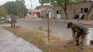 La Municipalidad trabaja en la plantación de más de 2200 árboles en las veredas del barrio San Martín