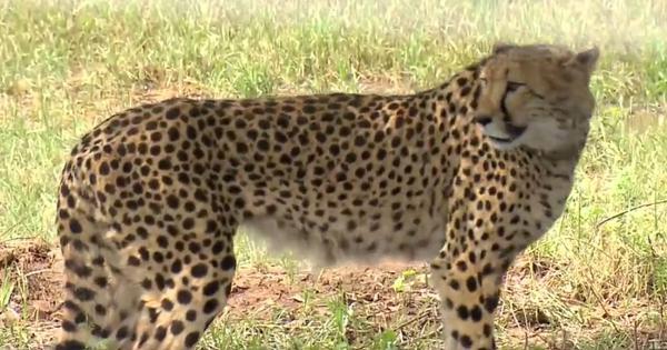 Cheetah cub dies a day after release into the wild at Madhya Pradesh’s Kuno National Park