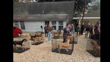 Emergency fosters needed after fire at shelter's kennel