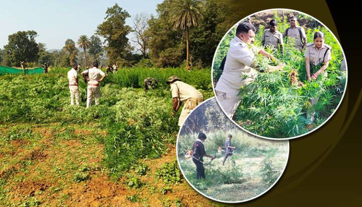 Odisha Police Intensify Crackdown, Destroy Over 18,000 Acres Of Illegal Ganja Crops